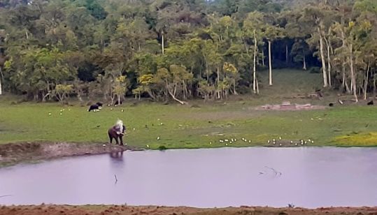 chapramari forest, gorumara forest, chapramari tour
